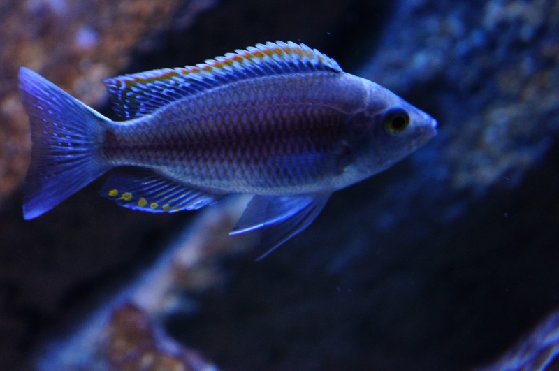 Copadichromis sp. 'firecrest' Gome